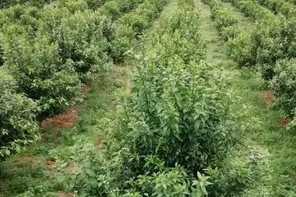 对沙糖桔施肥的方法和重点？对沙糖桔施肥要做好哪些细节？插图2