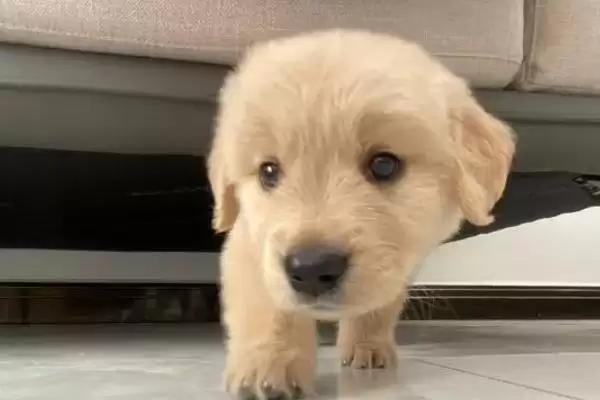 金毛犬表达情绪的方式 ,金毛怎样表现它的心情状态插图3