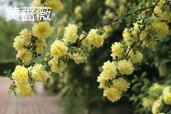 蔷薇优良品种大推荐：5种观赏价值高的品种介绍插图2