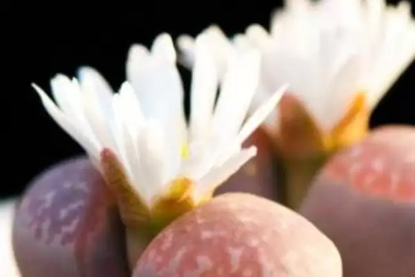如何移栽生石花？移栽生石花要遵循哪些正确的移栽操作流程？插图5