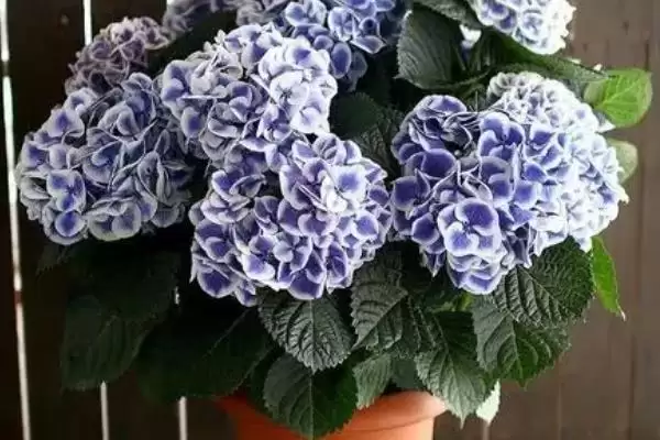 解决绣球花烂根问题的方法和重点?解决绣球花烂根问题要做好哪些细节?插图4 解决绣球花烂根问题的方法和重点?解决绣球花烂根问题要做好哪些细节?插图4