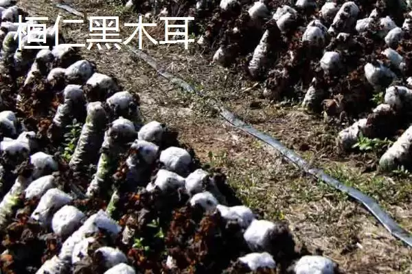 辽宁省桓仁满族自治县的特产 ,桓仁有哪些知名的特产种类呢？插图6