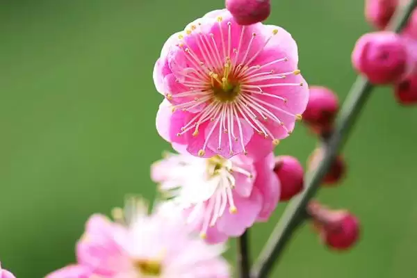 什么是梅花？认识梅花要了解哪些关键的花卉形态和文化寓意？插图1