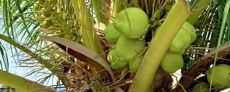 判断椰子有无种子的方法和重点？判断椰子有无种子要做好哪些细节？-会东网