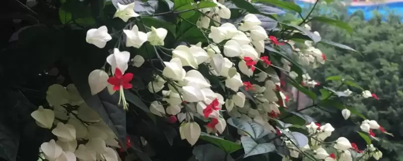 龙吐珠的养殖方法 ,龙吐珠养殖为何要放向阳处？-会东网