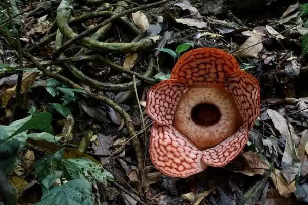 热带雨林有些什么植物？认识热带雨林植物要了解哪些关键信息？插图1