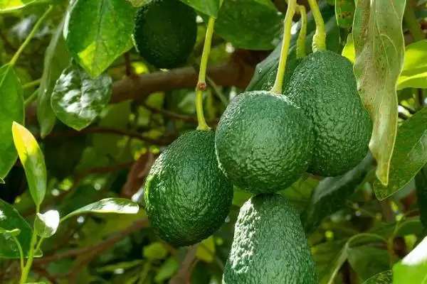 牛油果常见病害及防治:斑点病、小穴壳果腐病等的对策插图5 牛油果常见病害及防治:斑点病、小穴壳果腐病等的对策插图5