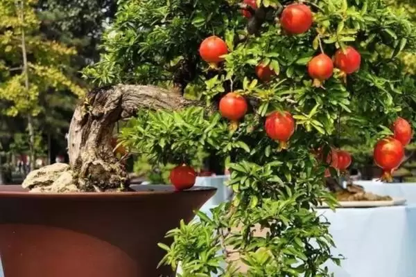 石榴盆景栽培技术？栽培石榴盆景要遵循哪些科学的种植方法？插图1