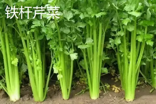芹菜品种大揭秘：不同品种亩产量差异及特点插图3