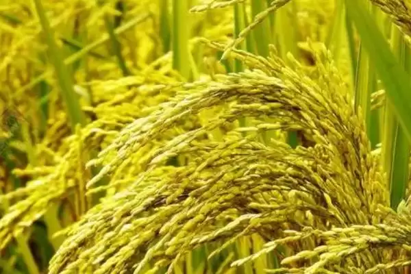 水稻和旱稻的区别？区分水稻和旱稻要关注哪些关键的生长特性差异？插图2