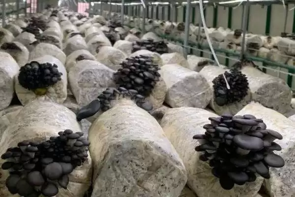 平菇种植方法全解：早晚喷水的重要步骤插图1