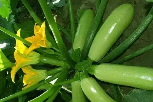 西葫芦亩产的产量和要点？了解西葫芦亩产需关注哪些关键因素？插图2