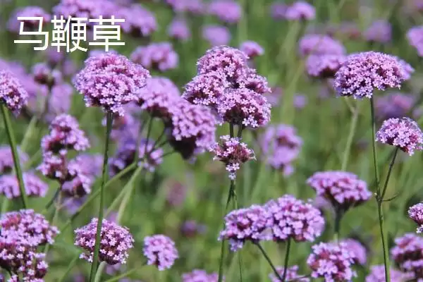 马鞭草什么时候开花 ,马鞭草一般在什么季节开花插图5