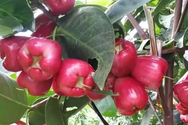 莲雾的价格范围 ,莲雾价格受哪些因素影响呢?插图3 莲雾的价格范围 ,莲雾价格受哪些因素影响呢?插图3