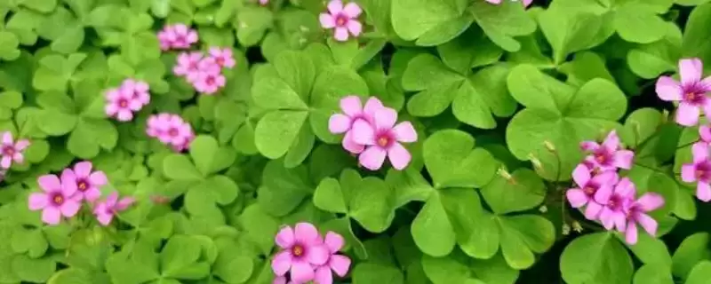 酢浆草寓意的内涵和要点？理解酢浆草寓意需关注哪些关键信息？-会东网
