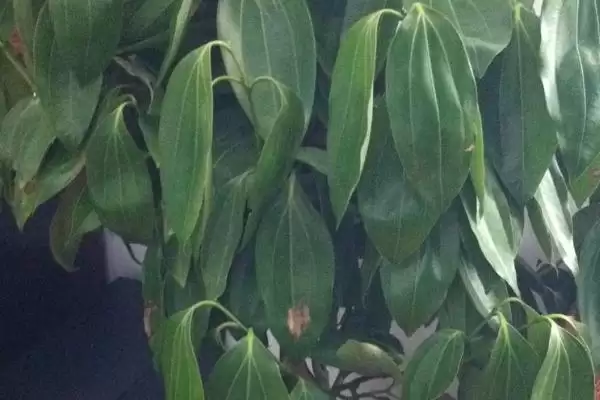 探寻悬铃花叶片萎蔫原因的方法和重点?探寻悬铃花叶片萎蔫原因要做好哪些细节?插图1 探寻悬铃花叶片萎蔫原因的方法和重点?探寻悬铃花叶片萎蔫原因要做好哪些细节?插图1