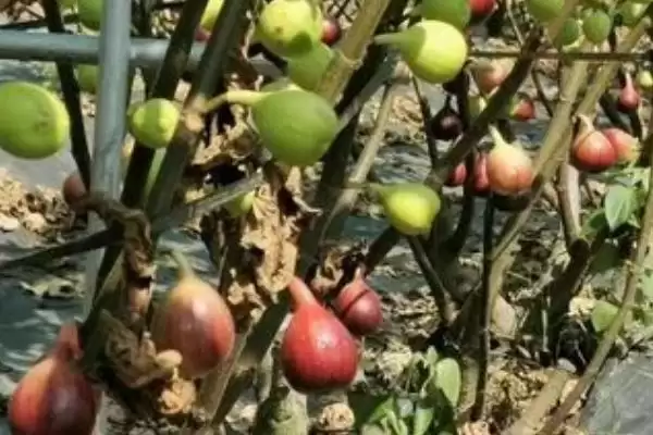 无花果繁殖的方法和要点？繁殖无花果需掌握哪些关键技术环节？插图1