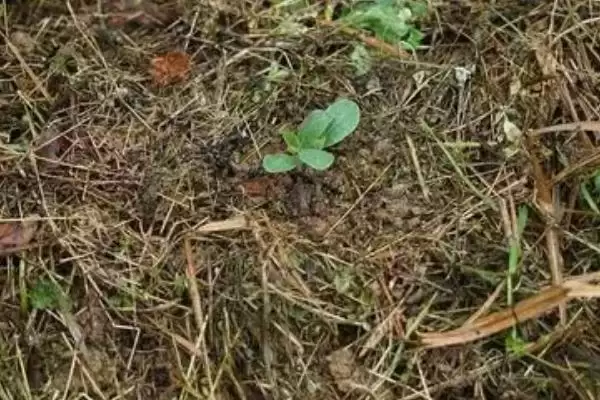 掌握杂草沤肥方法的方法和重点？掌握杂草沤肥方法要做好哪些细节？插图1