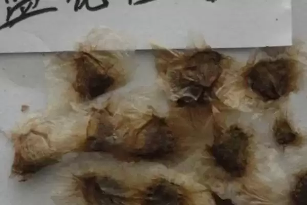 蓝花楹的种植方法 ,蓝花楹在 3 月中下旬种植有何优势?插图2 蓝花楹的种植方法 ,蓝花楹在 3 月中下旬种植有何优势?插图2