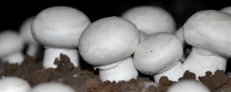 双孢菇的市场价格？分析双孢菇市场价格要考虑哪些市场波动和成本因素？-会东网