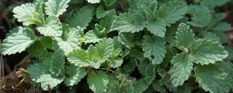 什么是猫薄荷？认识猫薄荷要了解哪些关键的植物特性和对猫的影响？-会东网