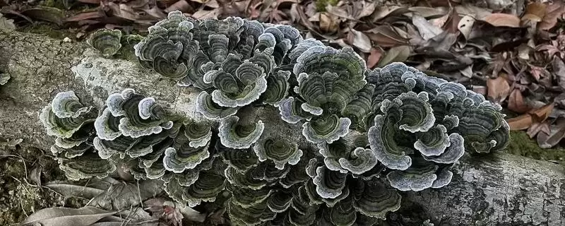 区分云芝和灵芝的方法和重点?区分云芝和灵芝要做好哪些细节?插图 区分云芝和灵芝的方法和重点?区分云芝和灵芝要做好哪些细节?插图
