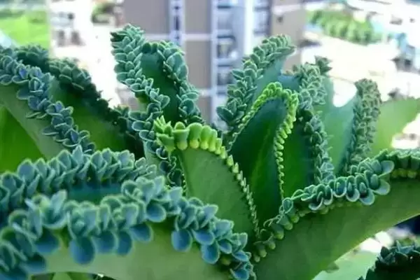 落地生根是怎样的植物 ,落地生根属于什么科植物插图1