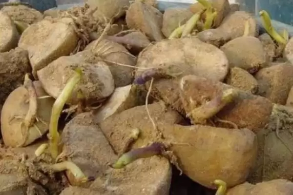 秋土豆种植方法全解：钾肥或草木灰施肥的作用插图2