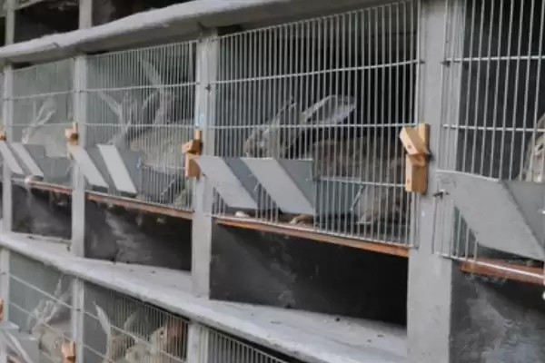 兔子养殖回收是真是假？判断兔子养殖回收真实性要分析哪些市场和合同因素？插图1