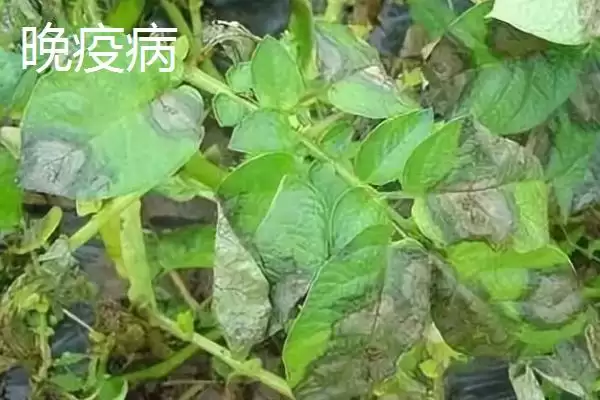 马铃薯早疫病和晚疫病有何区别 ,马铃薯早晚疫病病斑有何不同插图2