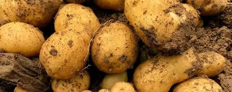 种土豆管理的方法和重点?种土豆管理要做好哪些细节?-会东网