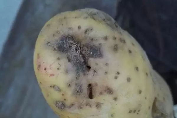 马铃薯为什么会腐烂 ,马铃薯根块过大有何影响插图1