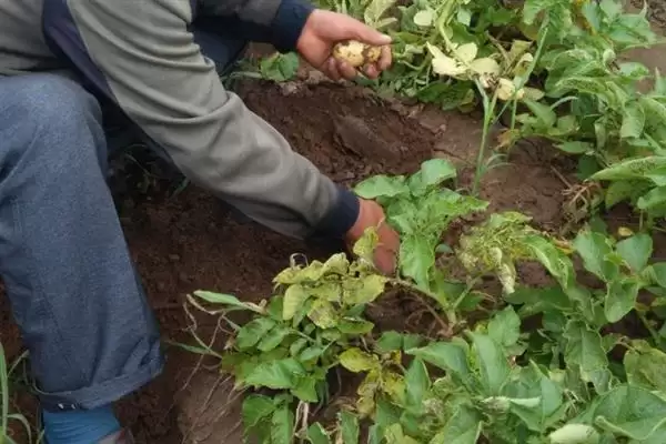 种土豆管理的方法和重点？种土豆管理要做好哪些细节？插图4