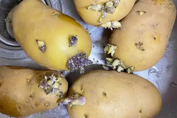 土豆发芽了还能吃吗?判断发芽土豆能否食用要考虑哪些食品安全和健康因素?插图1 土豆发芽了还能吃吗?判断发芽土豆能否食用要考虑哪些食品安全和健康因素?插图1