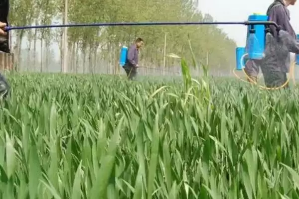 清明前后小麦用药指南：扫螨净乳油防治红蜘蛛的要点插图3