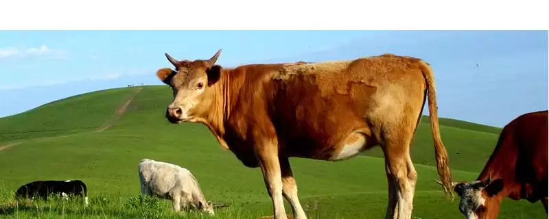 了解一头牛价格的方法和重点？了解一头牛价格要做好哪些细节？-会东网