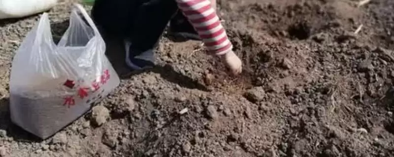 土豆如何施肥?给土豆施肥要掌握哪些关键的施肥时间、方式和用量要点?-会东网