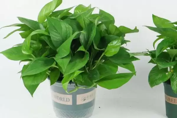 绿萝长高了怎么办比较好 ,绿萝长高怎么处理生长点插图3