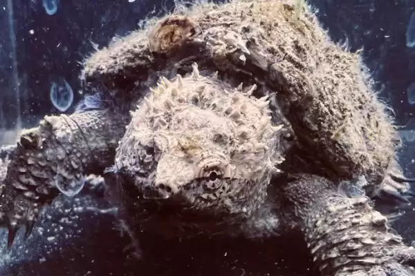 什么是佛鳄龟？认识佛鳄龟要了解哪些关键的物种特性和养殖要点？插图1