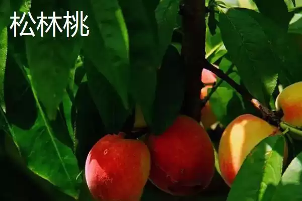 四川省自贡市的特产？了解四川省自贡市特产要掌握哪些具有代表性的物产？插图9