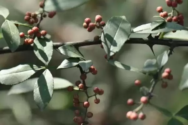 认识岩椒这种植物的方法和重点？认识岩椒这种植物要做好哪些细节？插图2