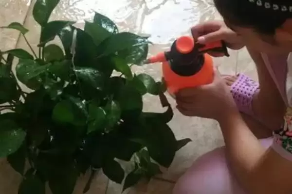 绿萝吊兰有什么作用 ,绿萝吊兰有哪些实用功能插图7 绿萝吊兰有什么作用 ,绿萝吊兰有哪些实用功能插图7