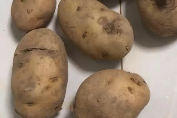 马铃薯为什么会腐烂 ,马铃薯根块过大有何影响插图4