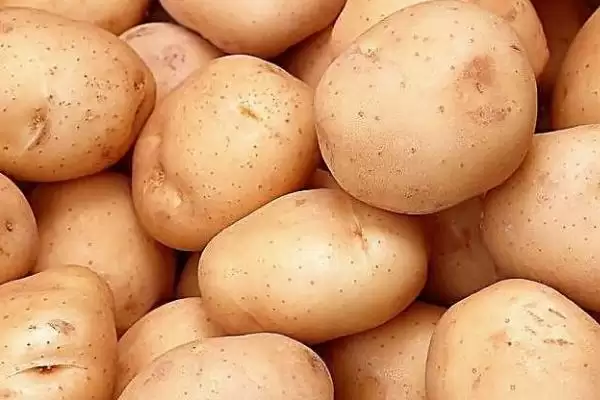 马铃薯有哪些品种可介绍 ,马铃薯品种有哪些颜色插图4 马铃薯有哪些品种可介绍 ,马铃薯品种有哪些颜色插图4