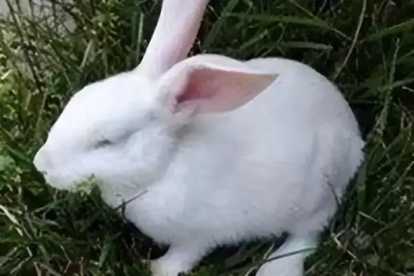 兔子脚皮炎的症状？认识兔子脚皮炎症状要了解哪些关键的病症表现和特征？插图2