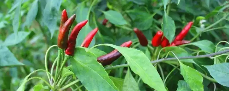 七星椒和朝天椒的区别剖析:品种和辣度不同的独特风味-会东网
