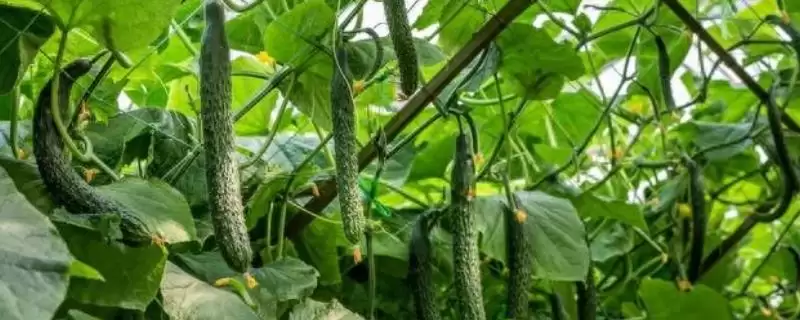 六月蔬菜种植宝典:黄瓜、辣椒、豇豆的高产秘籍-会东网