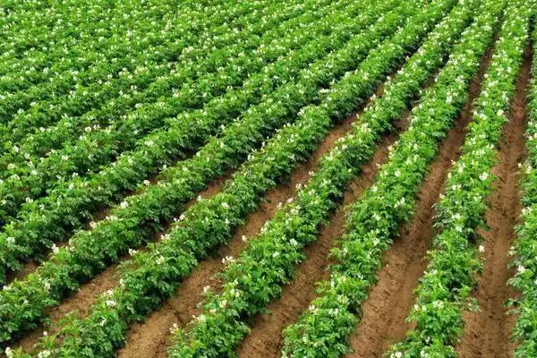 土豆播种后为什么会腐烂?探究土豆播种后腐烂原因要考虑哪些种植和环境因素?插图3 土豆播种后为什么会腐烂?探究土豆播种后腐烂原因要考虑哪些种植和环境因素?插图3