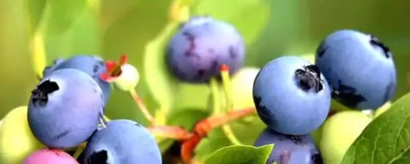 蓝莓不开花结果的原因 ,哪些因素会导致蓝莓不开花结果?插图 蓝莓不开花结果的原因 ,哪些因素会导致蓝莓不开花结果?插图
