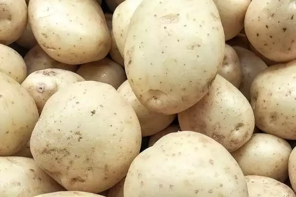 马铃薯有哪些品种可介绍 ,马铃薯品种有哪些颜色插图2 马铃薯有哪些品种可介绍 ,马铃薯品种有哪些颜色插图2